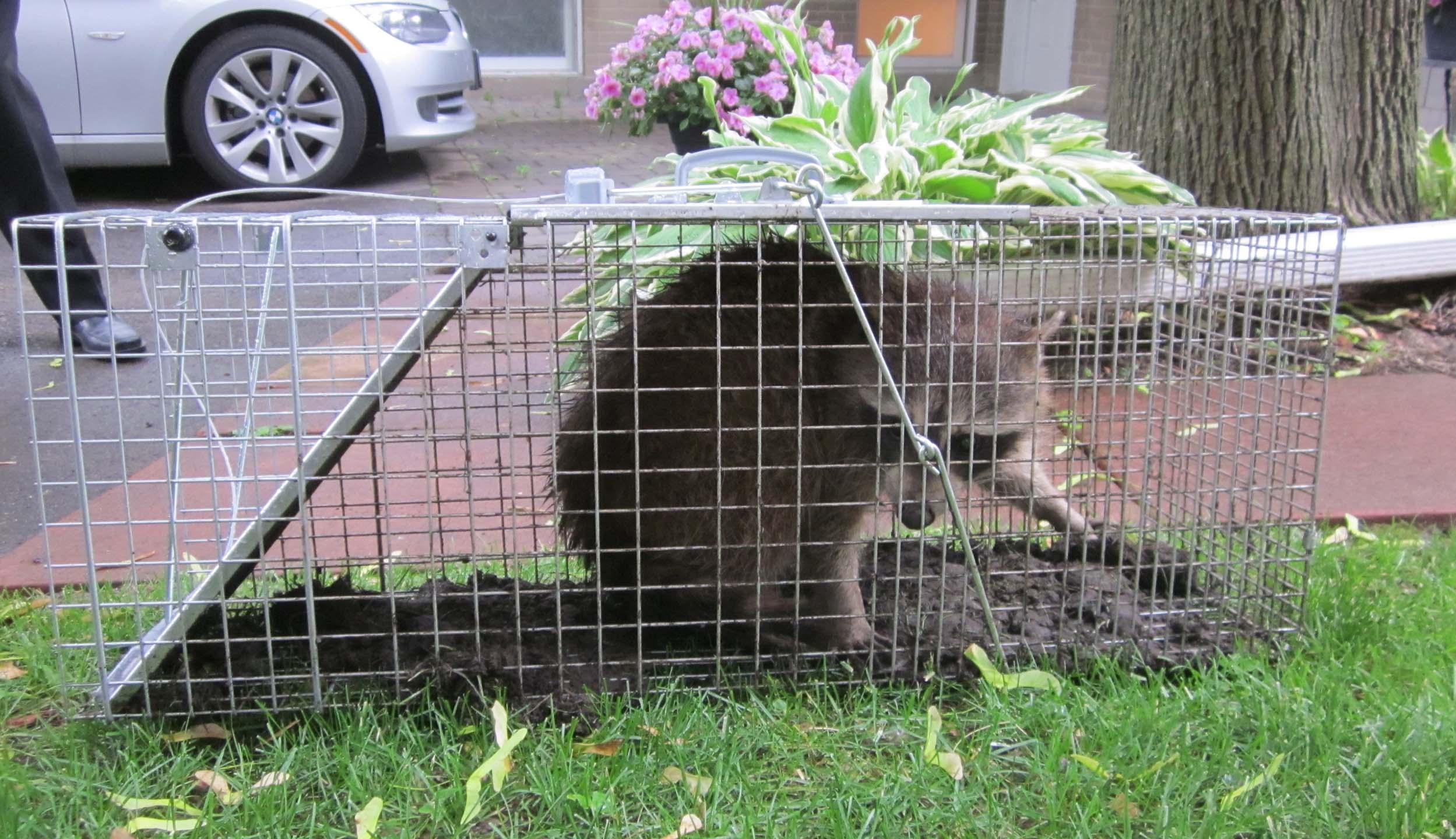 Five Things You Need to Know Before Engaging Animal and Wildlife Removal