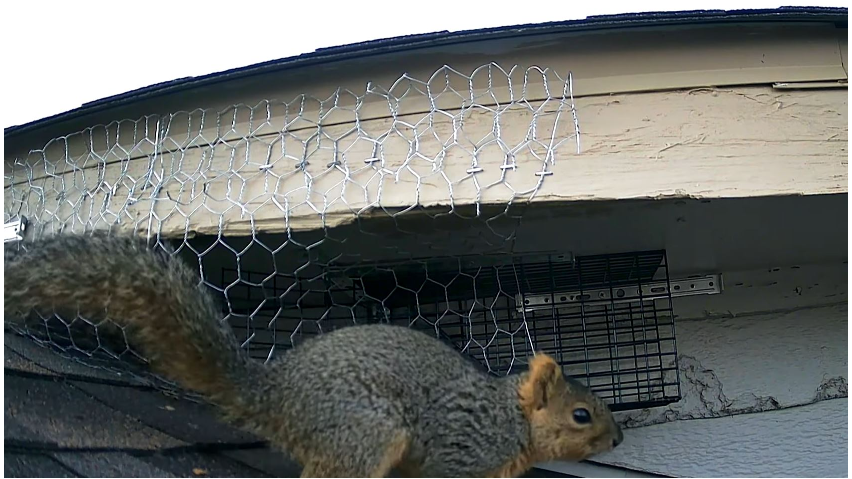 Atlas Termite & Pest Control Expands Squirrel Removal Services in Norman