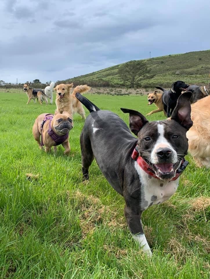 Redwood City CA Dog Camp Promotes Off-Leash Exercise in an Open, Safe Space