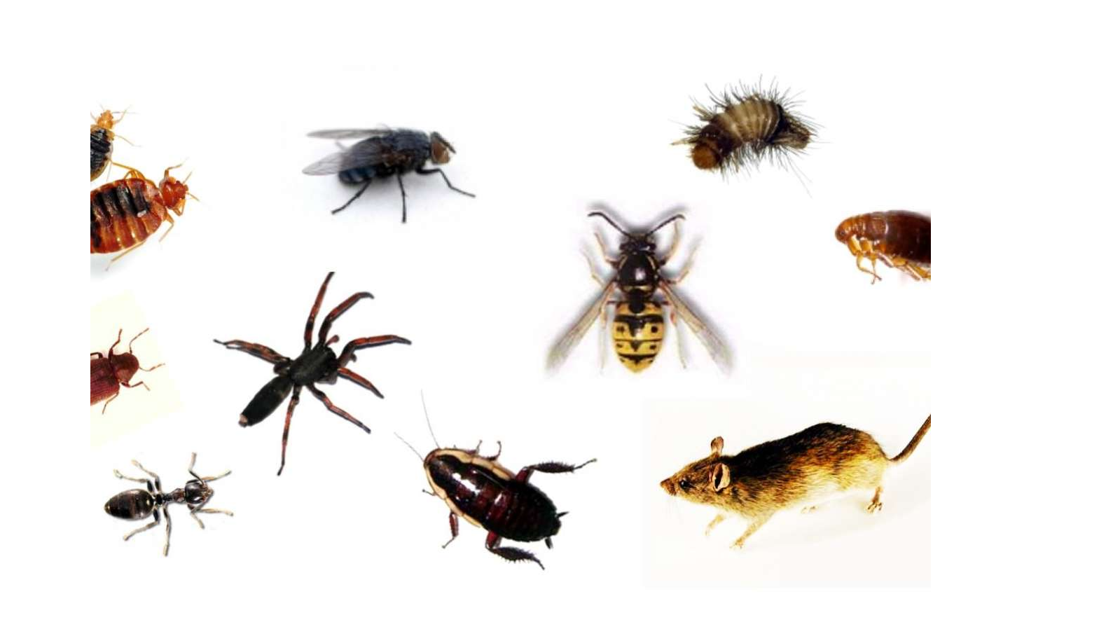 Discover Pest Control Palmerston North Ltd