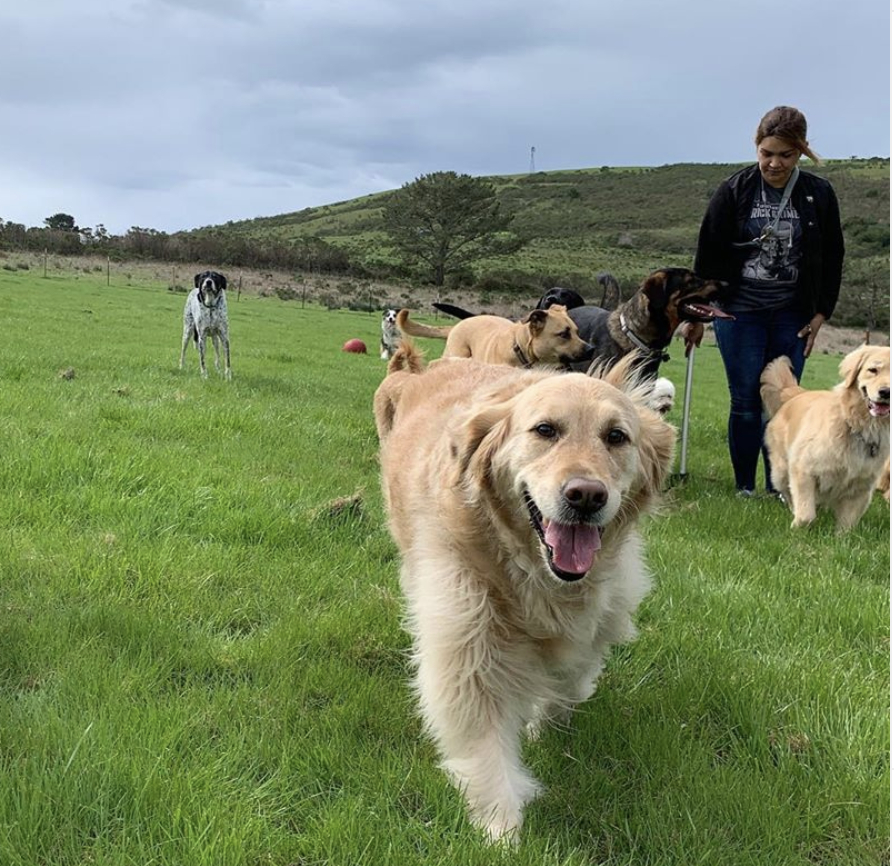 Let Your Pet Socialize Off-Leash With The Best San Bruno, CA Dog Walking Service