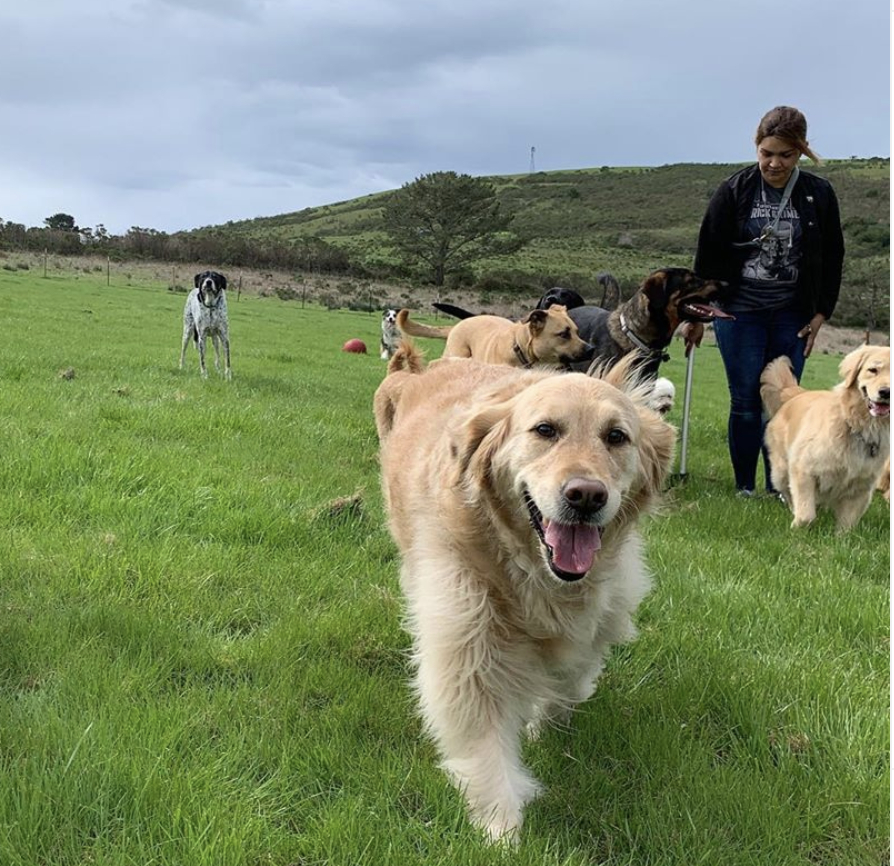 Give Your Dog The Best Walking & Playing Time At The Ranch In Redwood City, CA