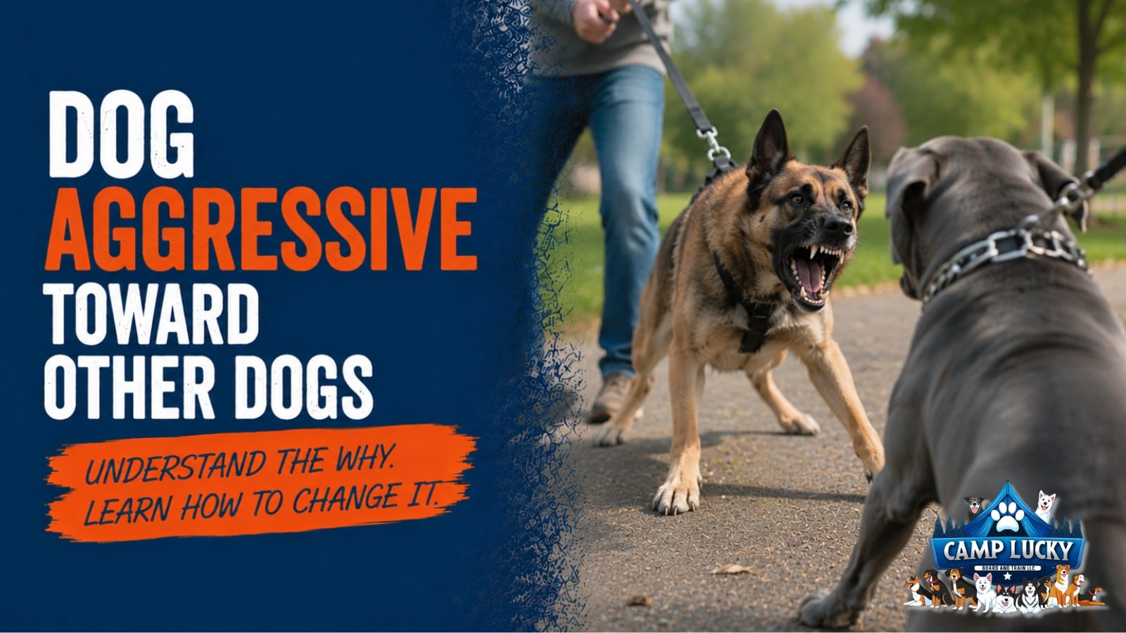 What Causes Dog Aggression to Other Dogs? Trainer on Fear vs Frustration