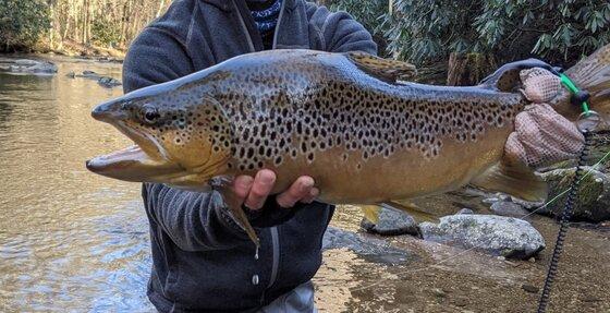 Boone, NC Guided Charter Trout Fishing | Catch Your Trophy 24-Inch Dream Fish