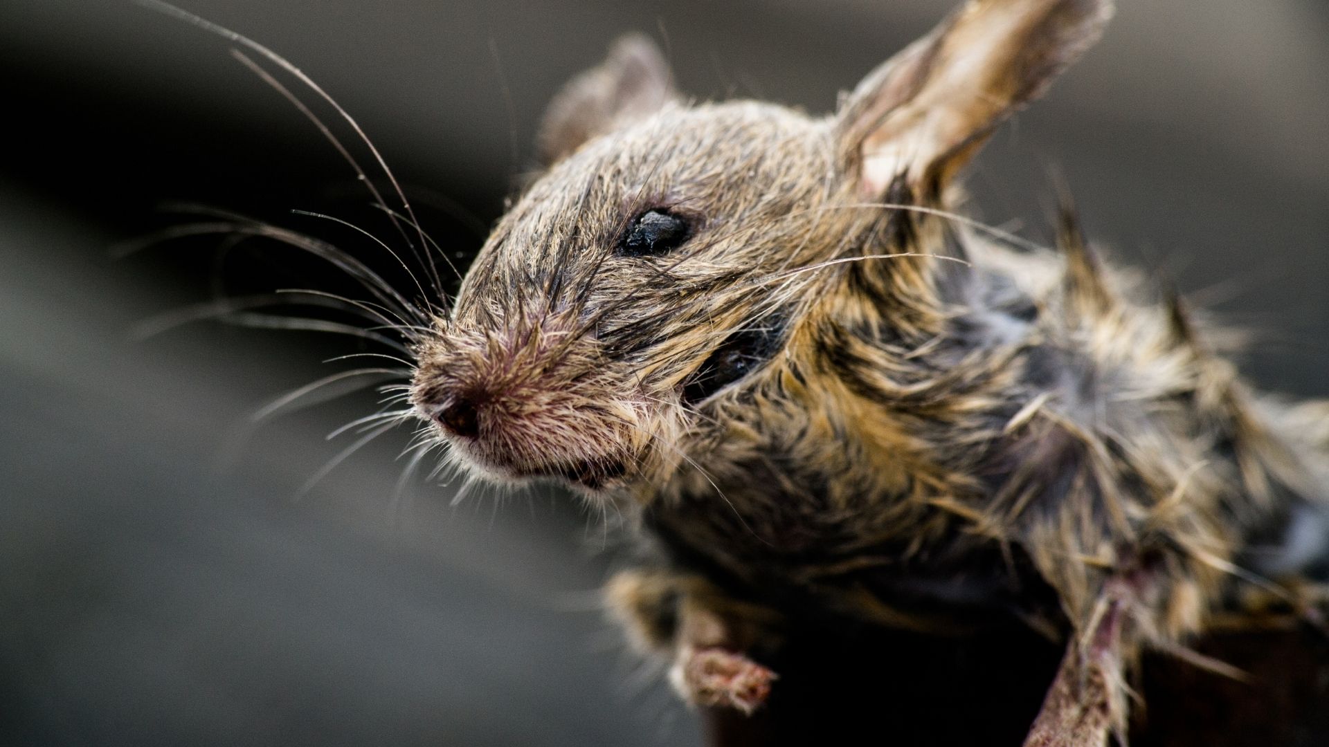 Get The Best Shreveport, LA Rodent Control Services To Reduce Property Damage