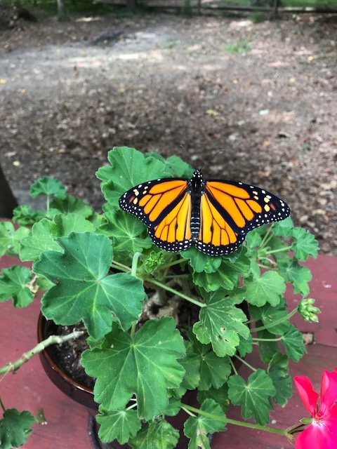 How To Raise Endangered Monarch Butterflies In The Garden? Get This Expert Guide