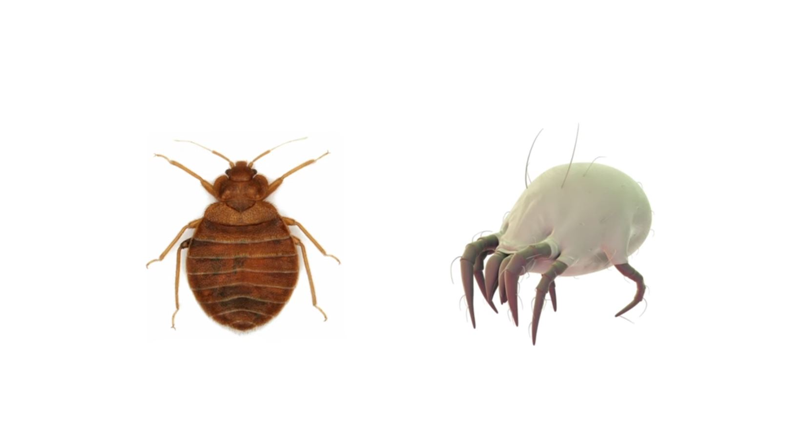 Reliable Mite Exterminator Services Launched by Atlas Termite & Pest Control