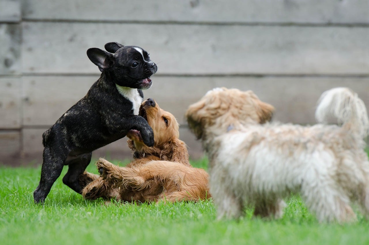Is Doggy Daycare Good For Dogs? CA Pet Experts Explain Science-Backed Benefits