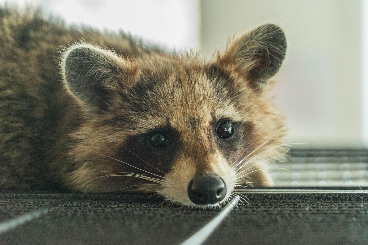 Fairfax Raccoon Removal: Professional Wildlife Control Services Announced
