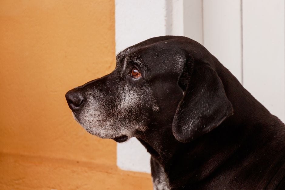 Boarding A Senior Dog For The First Time: IL Expert Shares A Complete Checklist