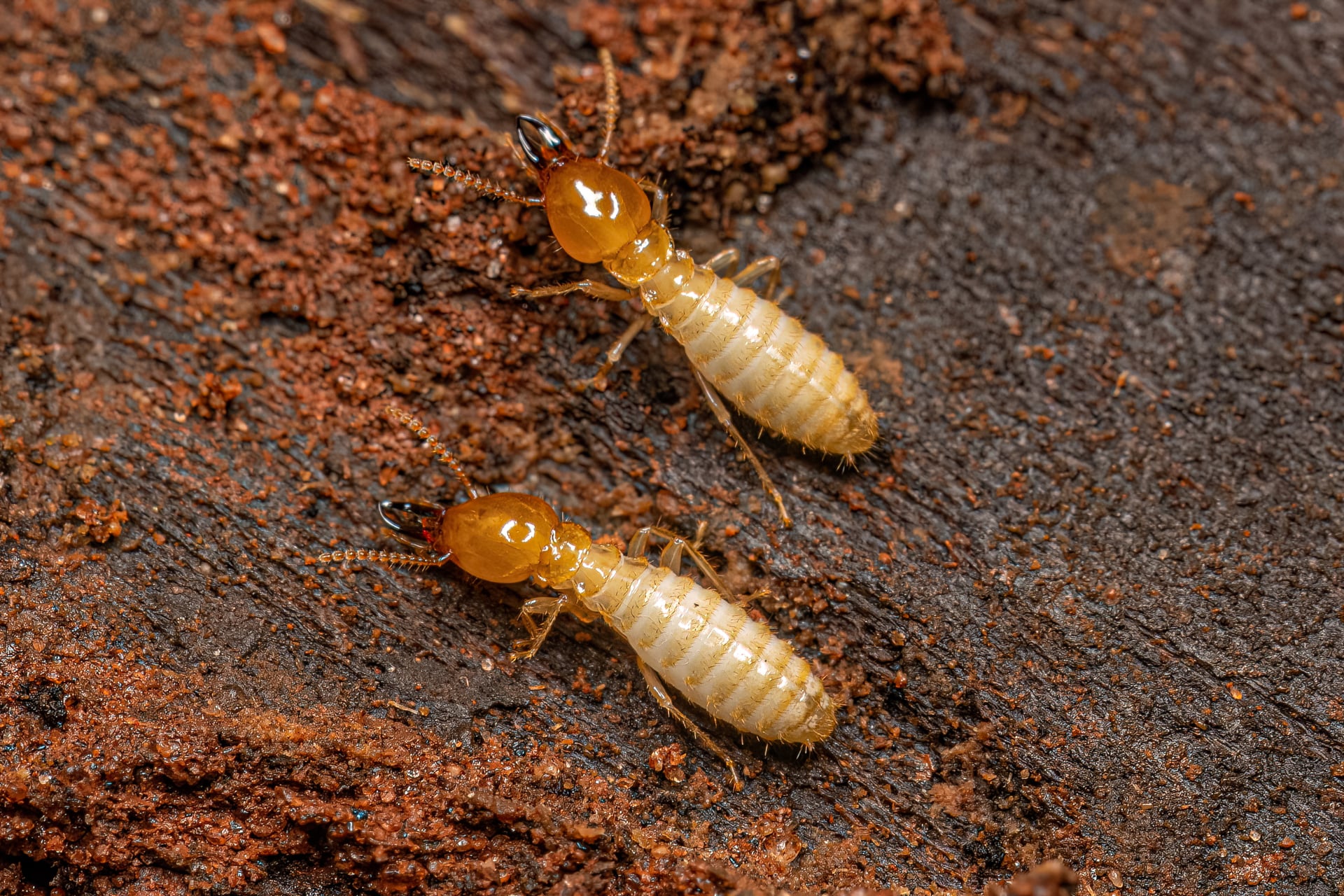 What Do Baby Termites Look Like? How to Spot Them Before Damage Starts