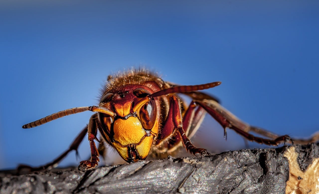 How to Prevent Wasp Nests From Coming Back: Fuquay-Varina Pros Share Their Tips