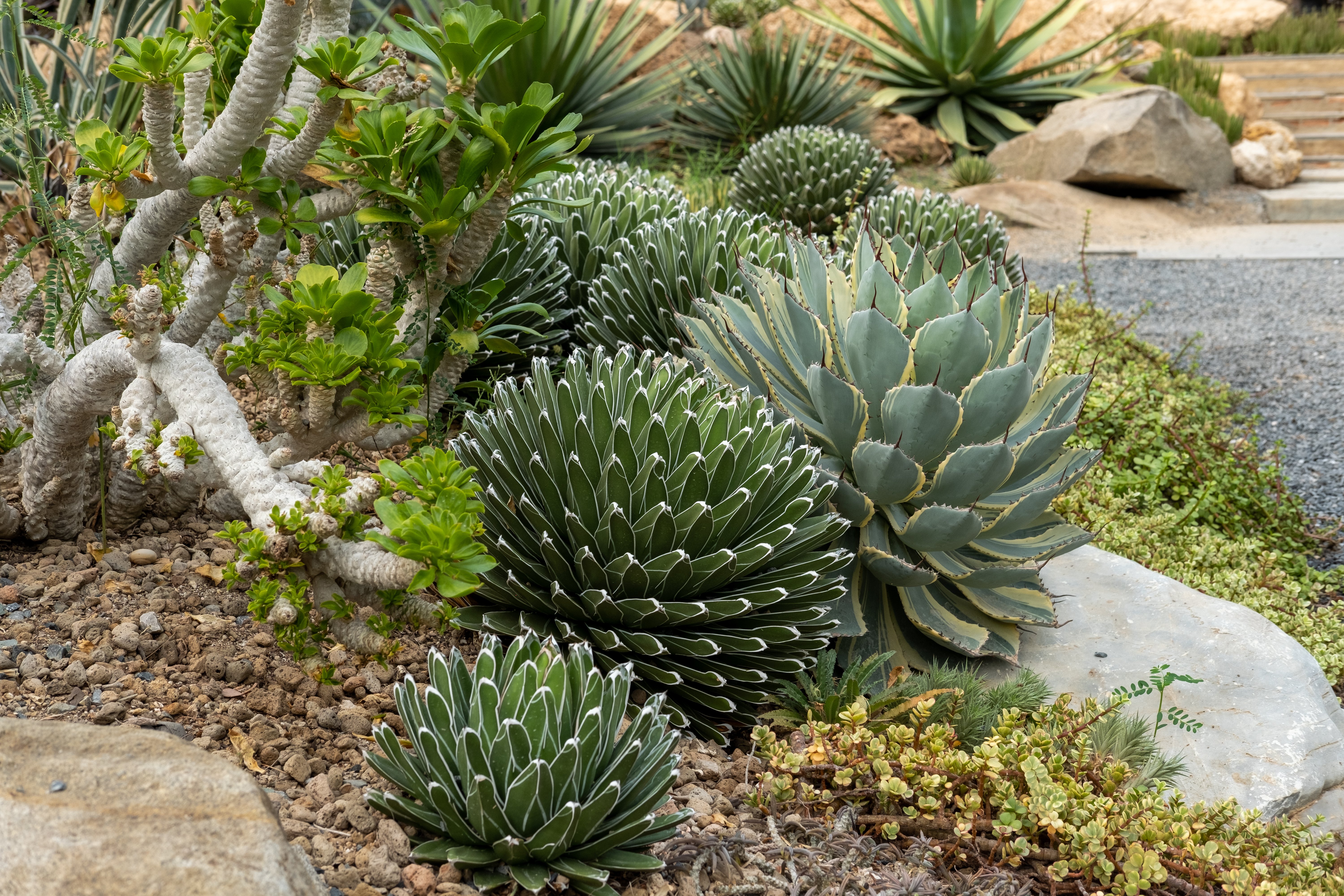 Xeriscape Landscaping: Albuquerque Expert Explains Rebates & Water Savings