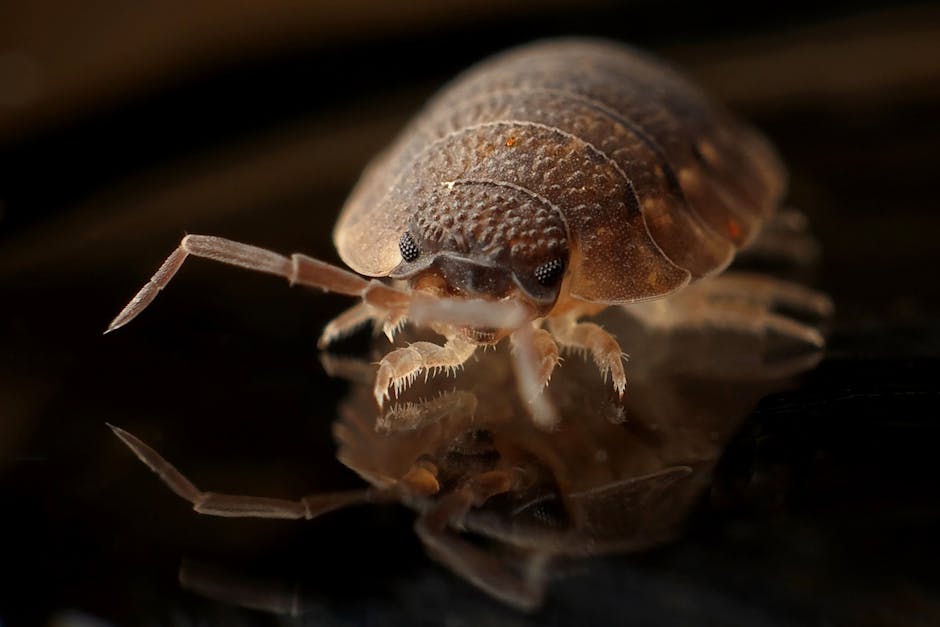 Bed Bug Exterminator: Virginia Pros Explain What Credentials You Should Look For