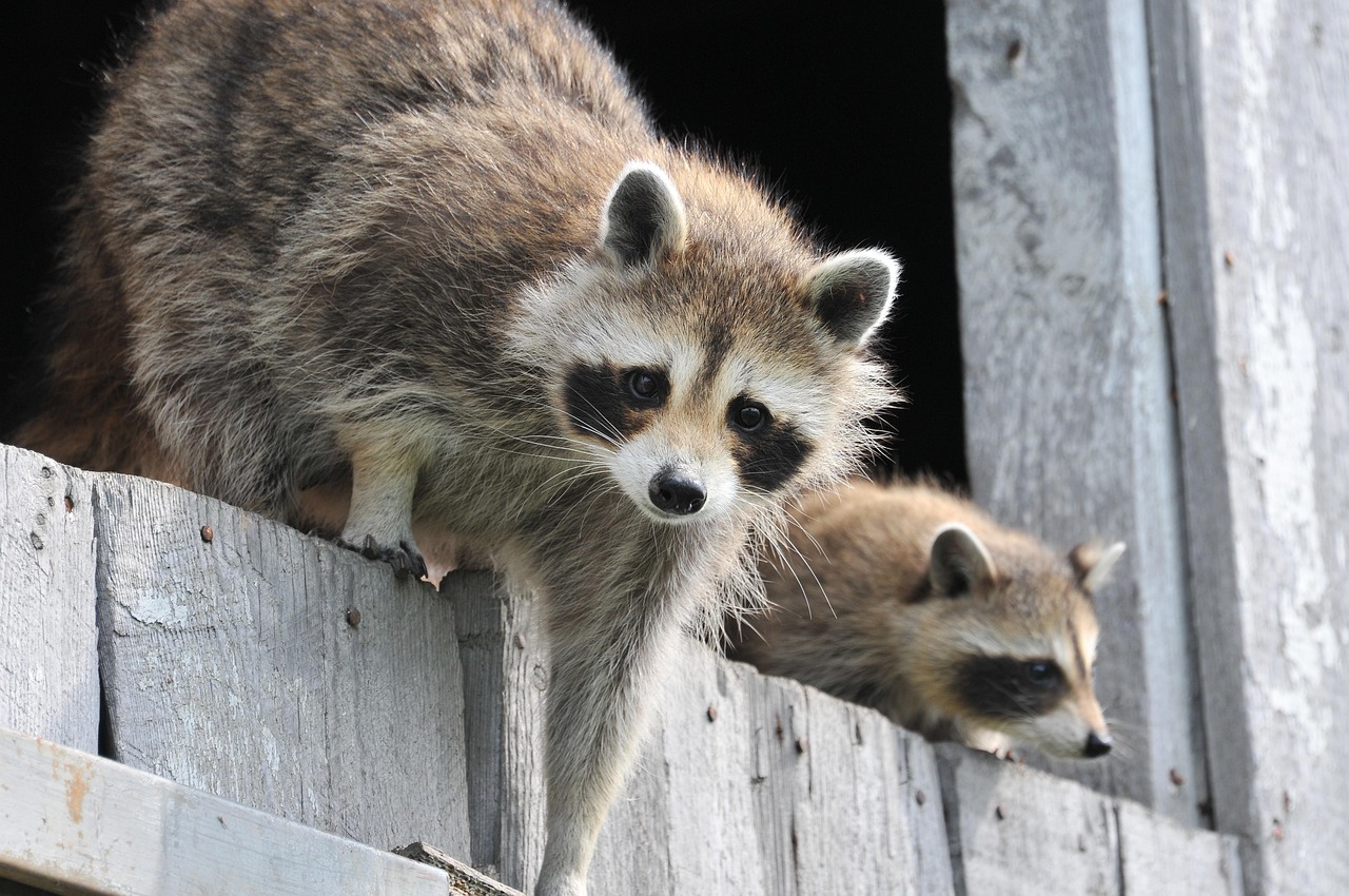 Fairfax, VA Professional Raccoon Removal: Wildlife Control Services Updated