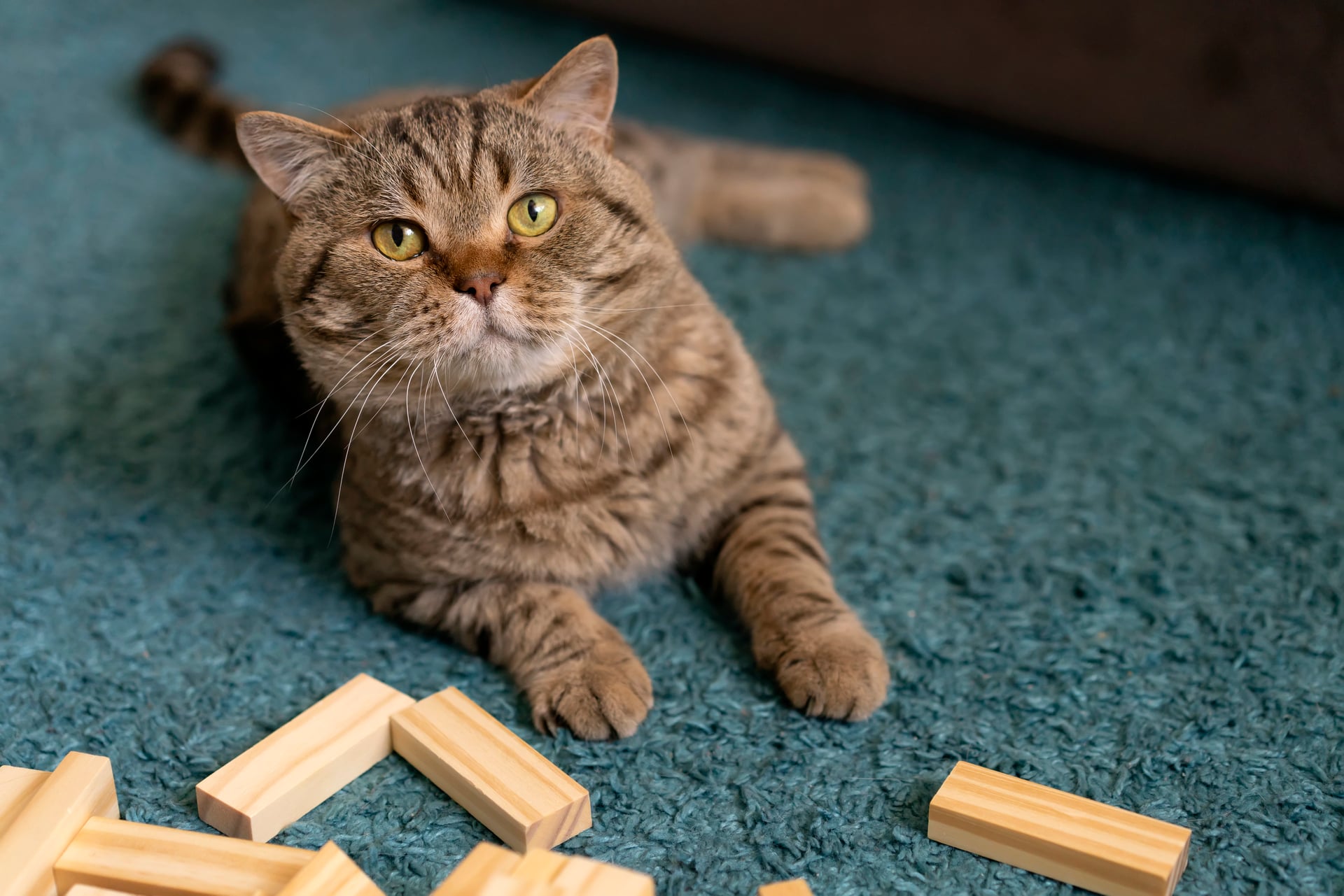How to Prepare a Cat For Boarding: Expert Tips to Reduce Stress and Anxiety