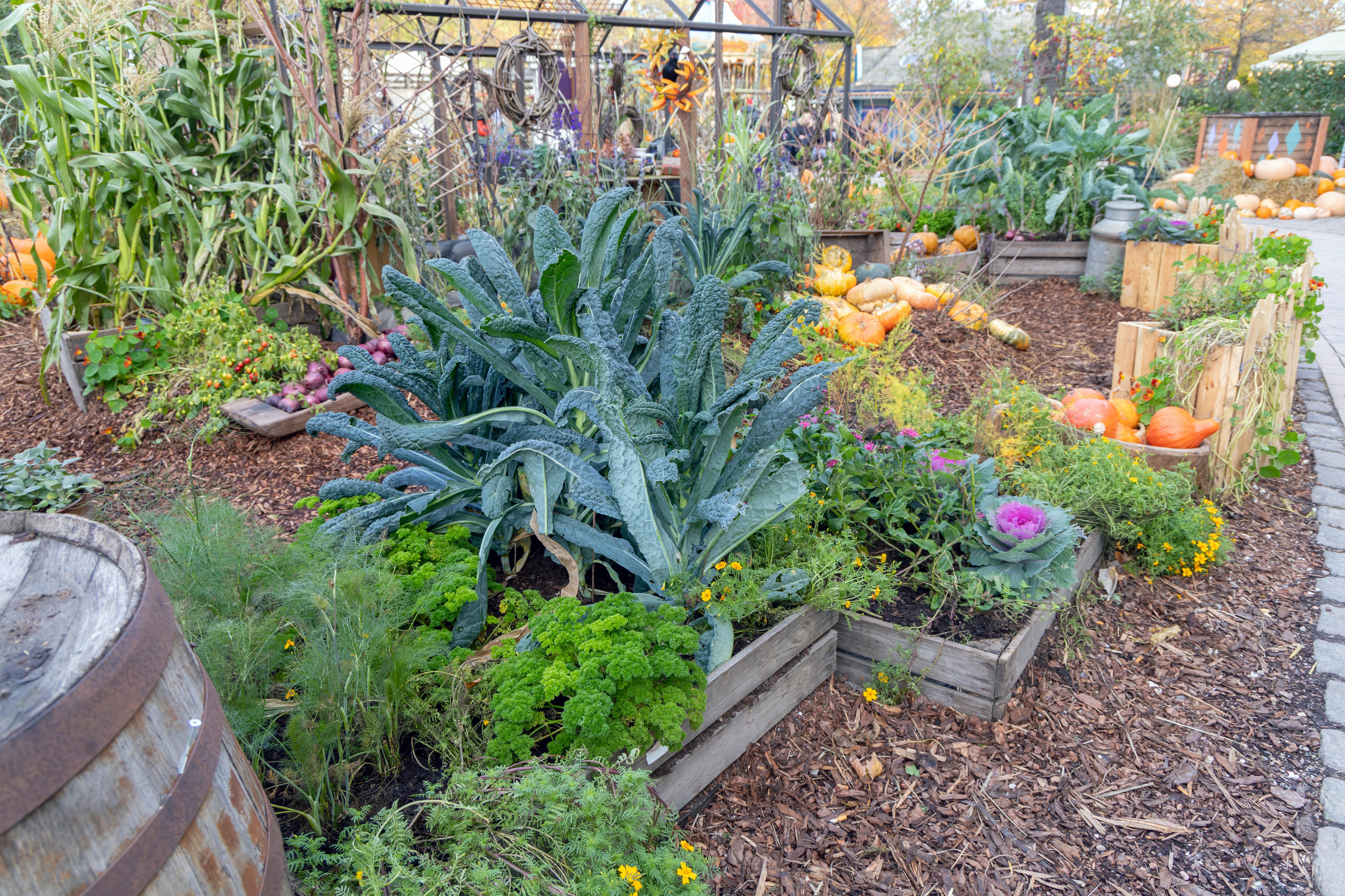 West Texas Planting Calendar: Fall Crops, Frost Dates & Tips For Home Gardeners
