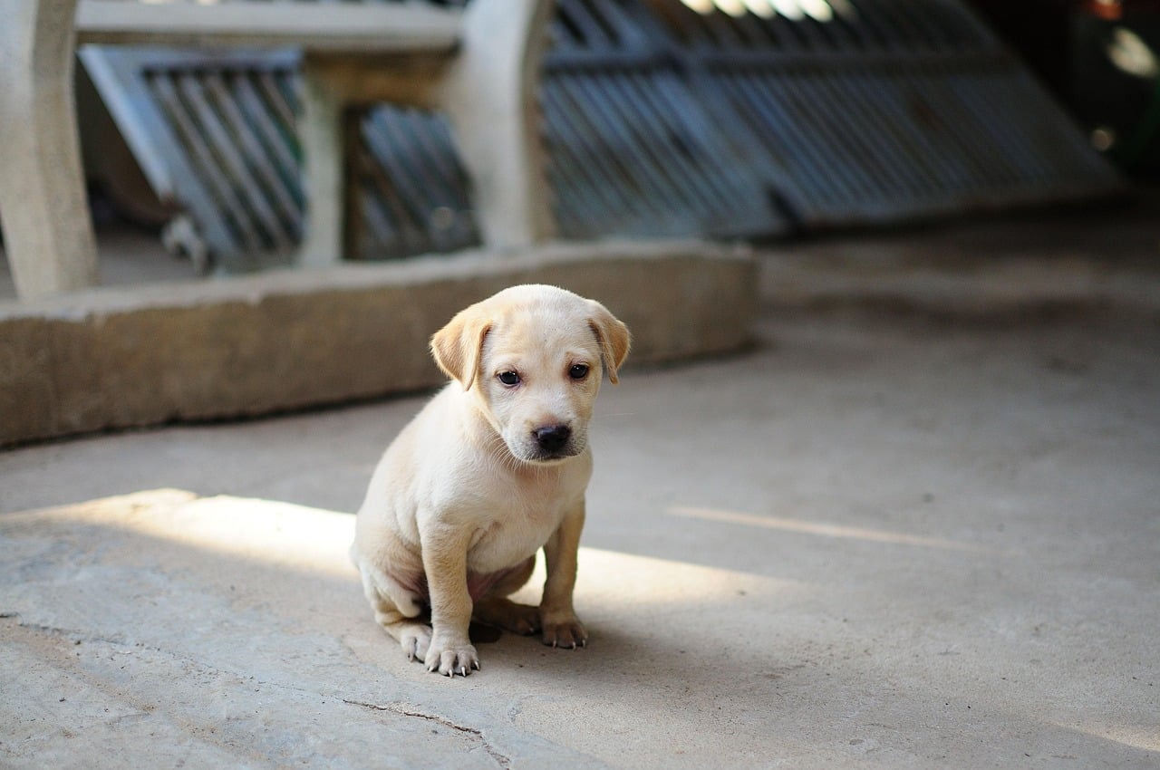 Engaging Activities for Puppies: Wheaton, IL Experts Share Proven Play Routines