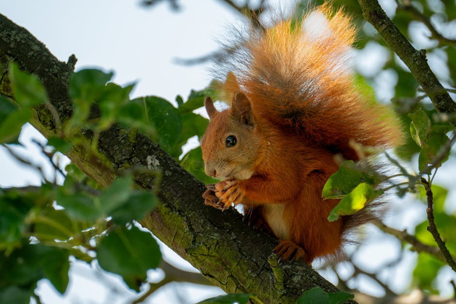 What Damage Can Squirrels Cause To Your Home? Pest Control Experts Weigh In