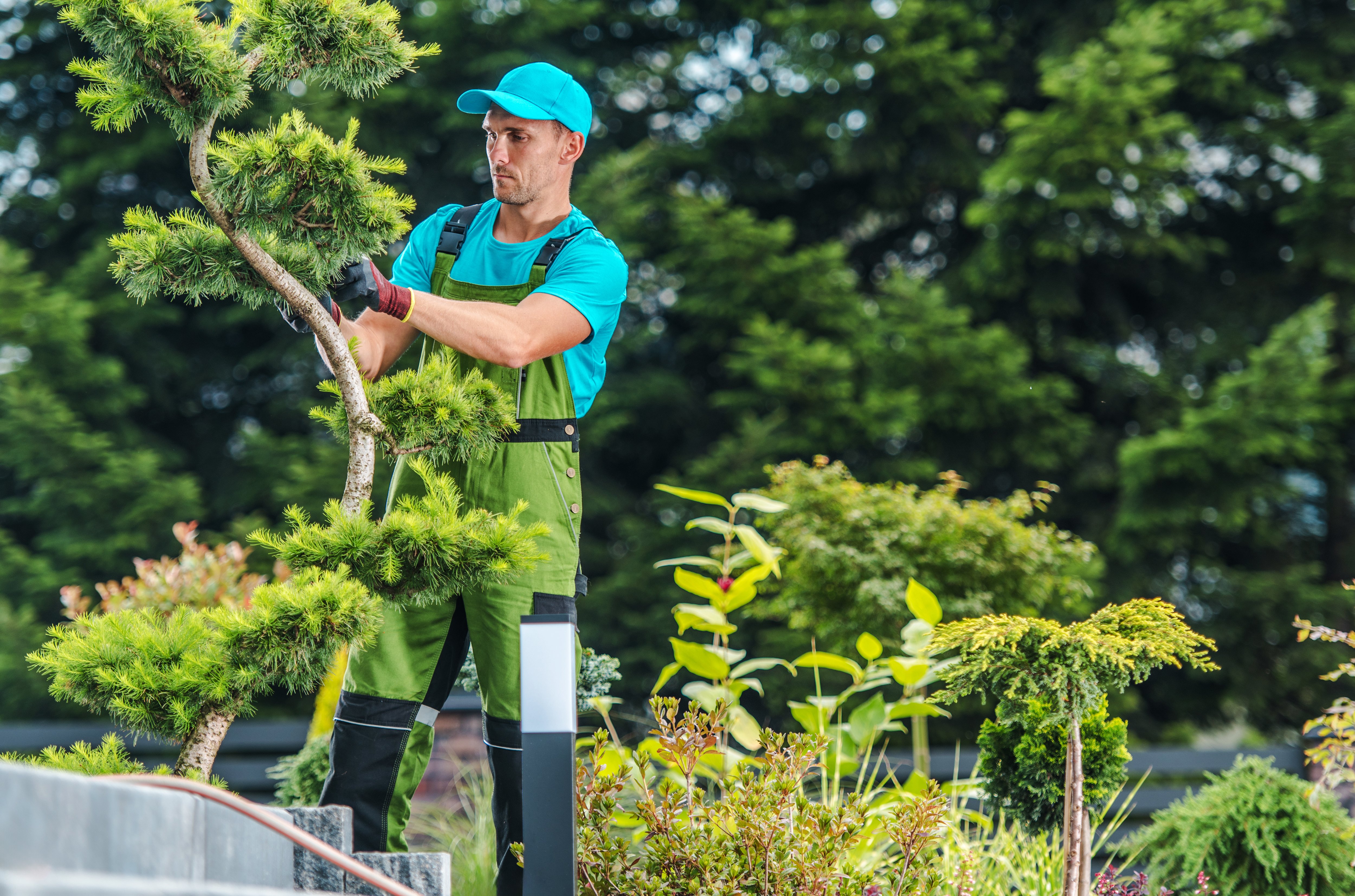 Is AEO Overtaking SEO? What NJ Tree Services Need to Know to Stay Visible Online
