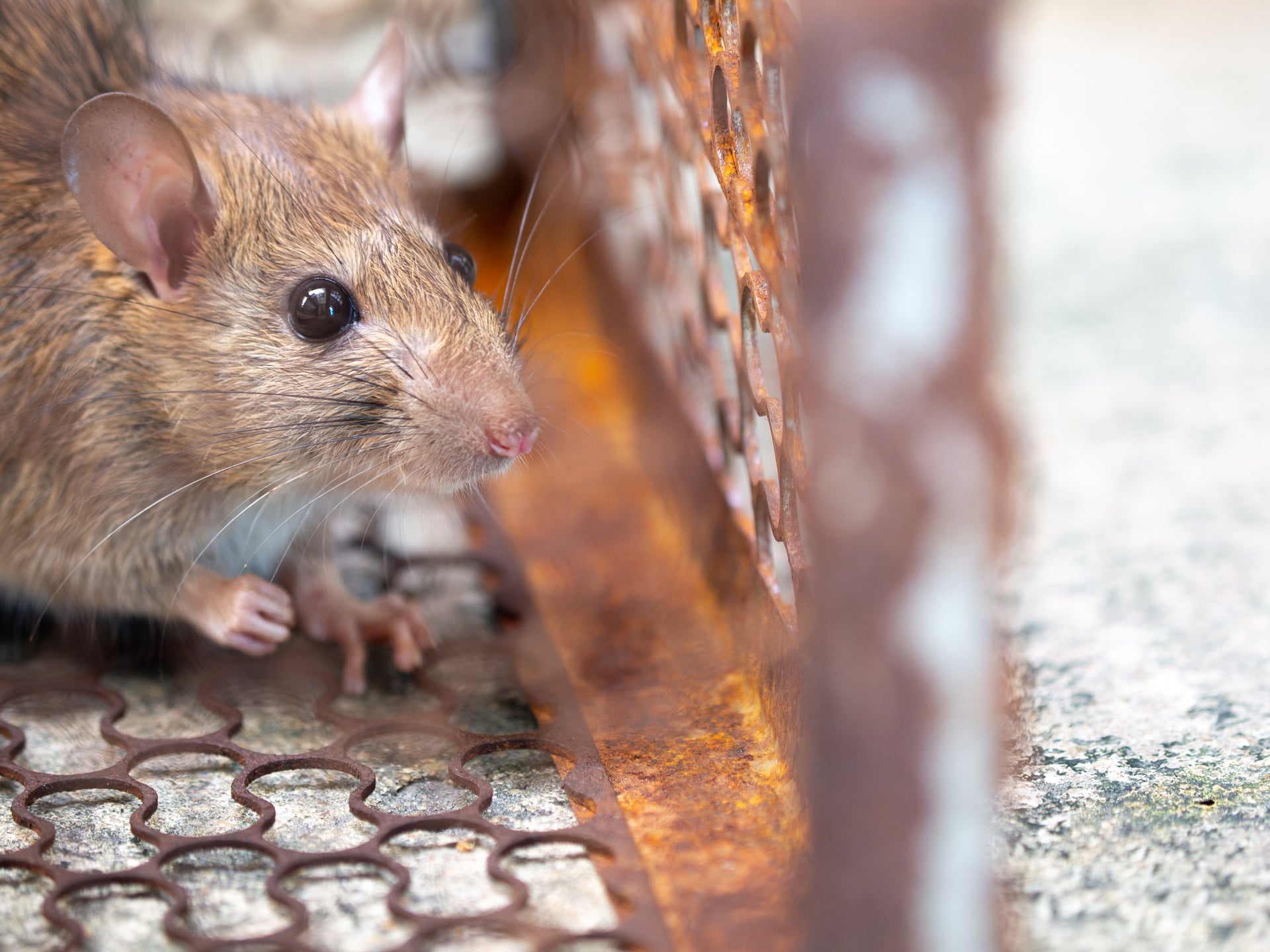 Signs You Have A Rodent Problem: VA Expert Explains Why DIY Pest Control Fails