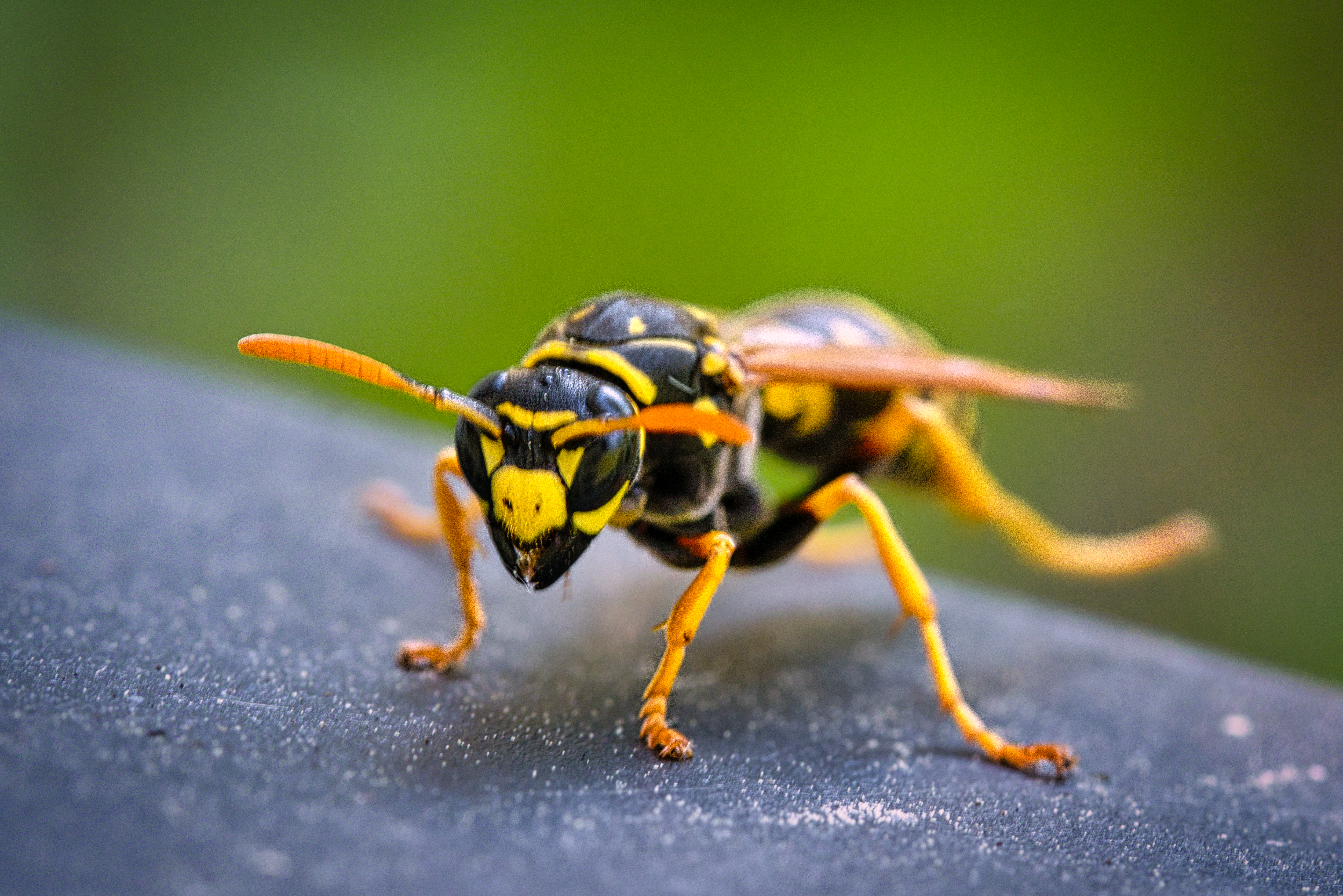 Are Wasp Nests Dangerous? Virginia Experts Explain Risk & Control Methods