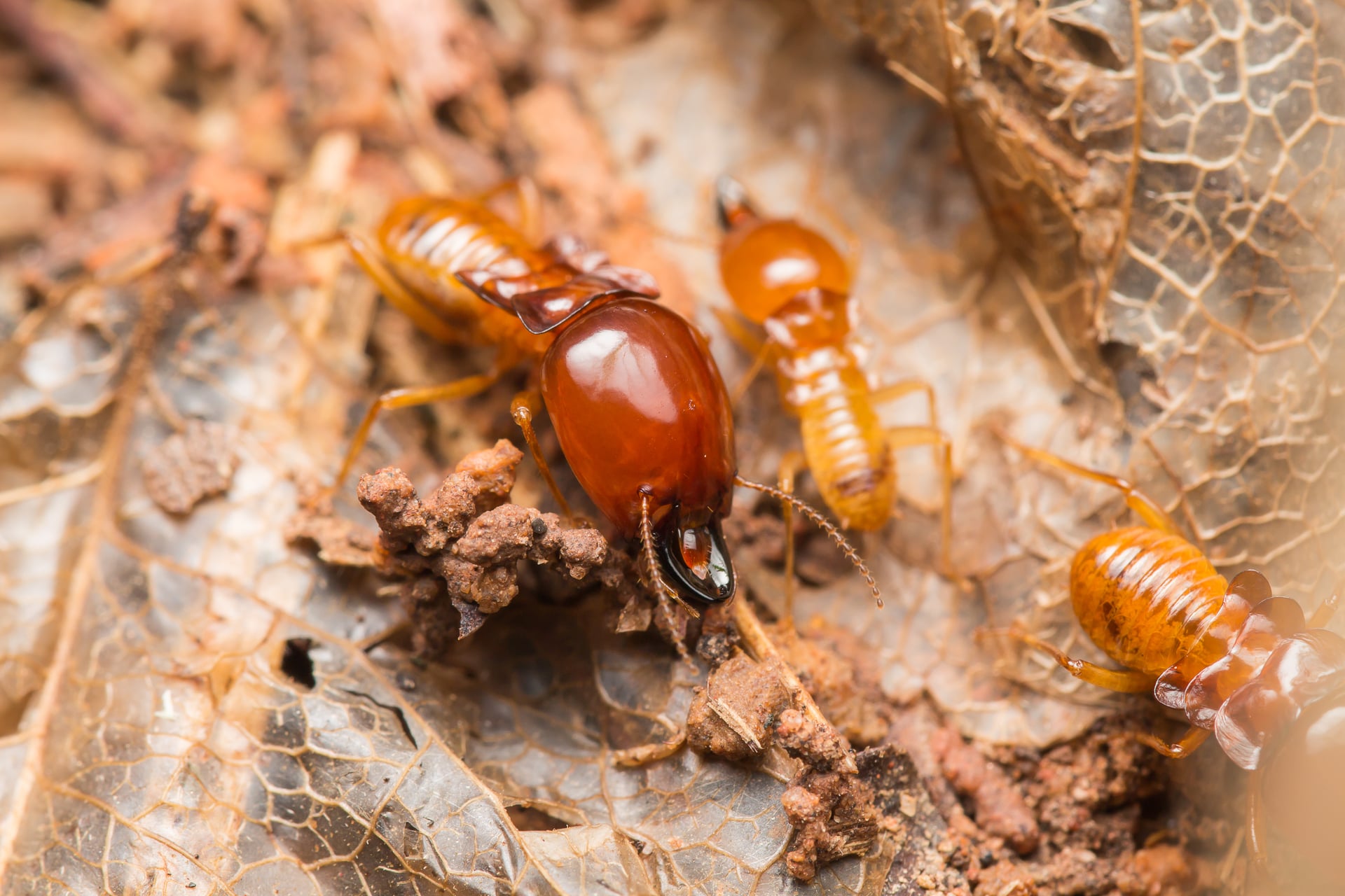 Controlling Termites in Virginia: What To Look For & Expert Next Steps Revealed