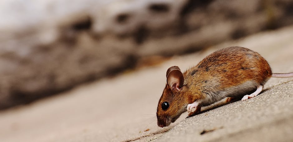 Mental Health Impact Of Household Pests: Insights From Virginia Exterminators
