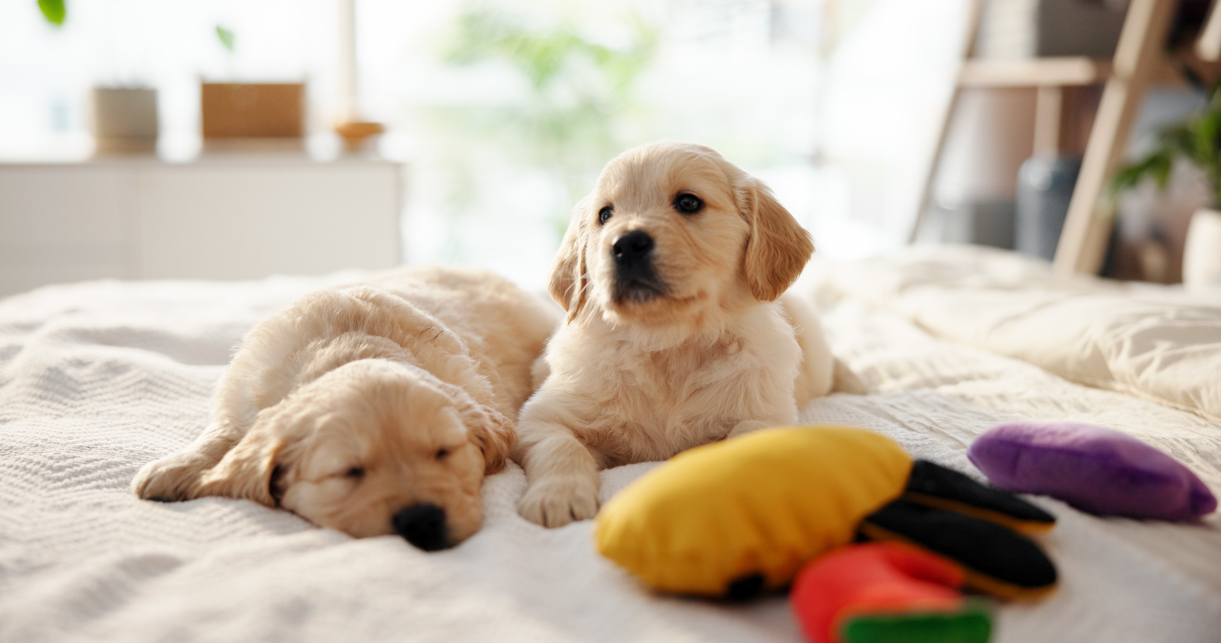 Puppy Boarding: Wheaton Experts Explain How to Reduce First-Stay Anxiety