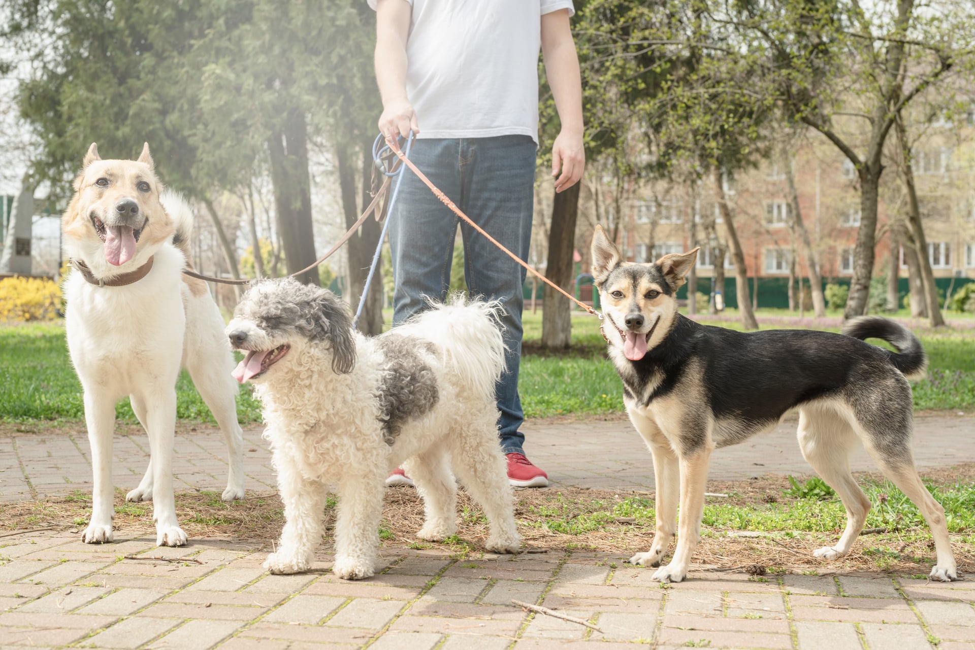 Solo vs. Group Dog Walks? Real Life Walkers Compare Pet Health Benefits