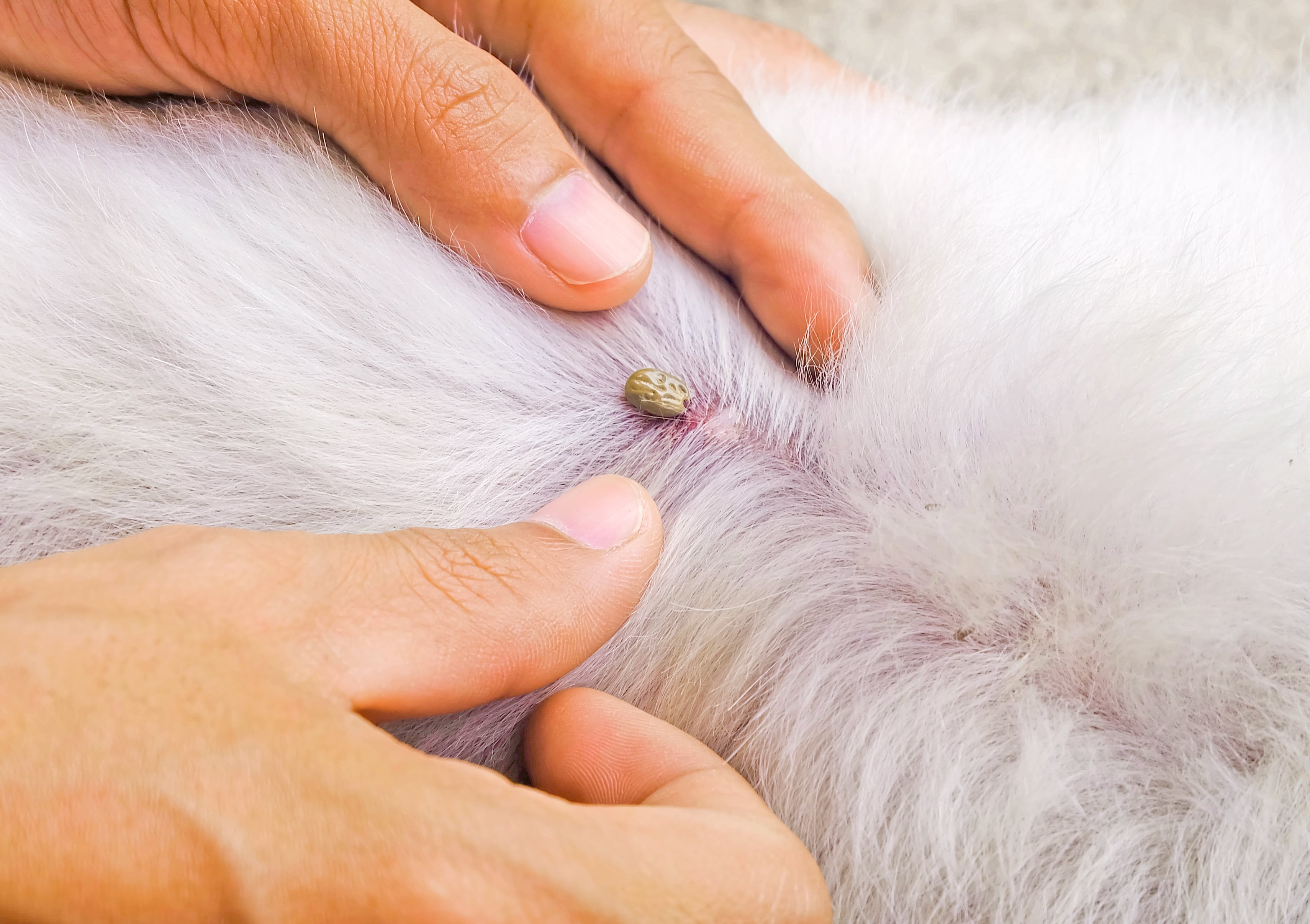 Natural Tick Prevention for Dogs: Tips & Best Repellent Solutions