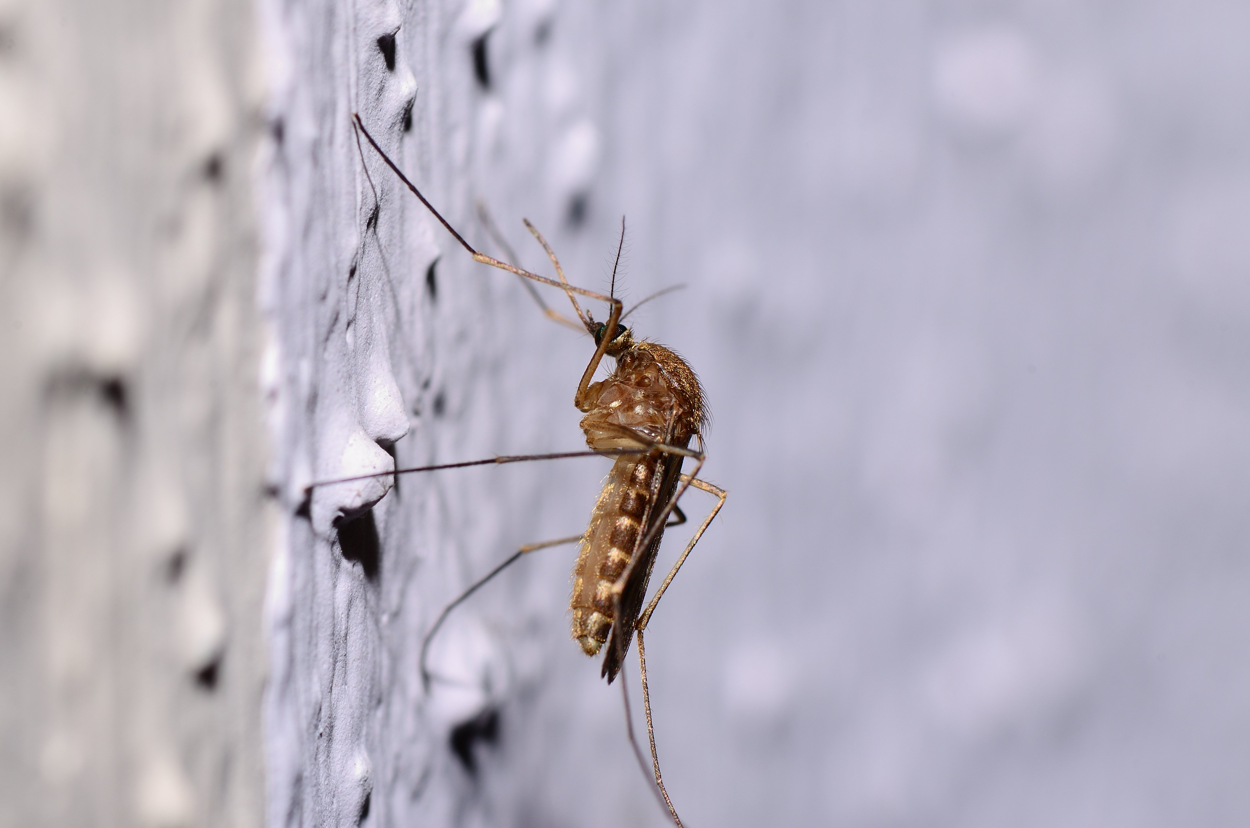 Is Mosquito Control Safe? NoVA Experts Share Eco-Friendly Treatment Options