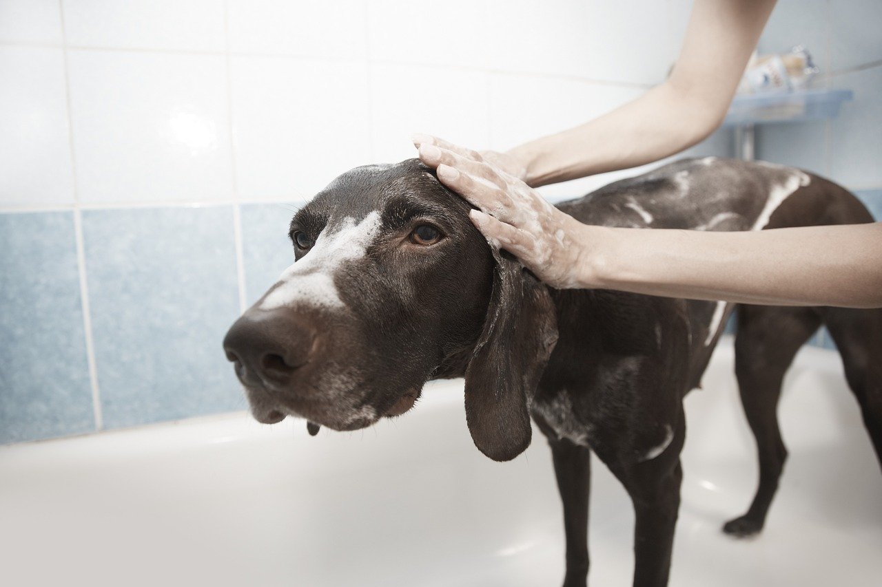Mobile Pet Grooming vs Brick & Mortar Spas: CO Cat & Dog Care Experts Weigh In