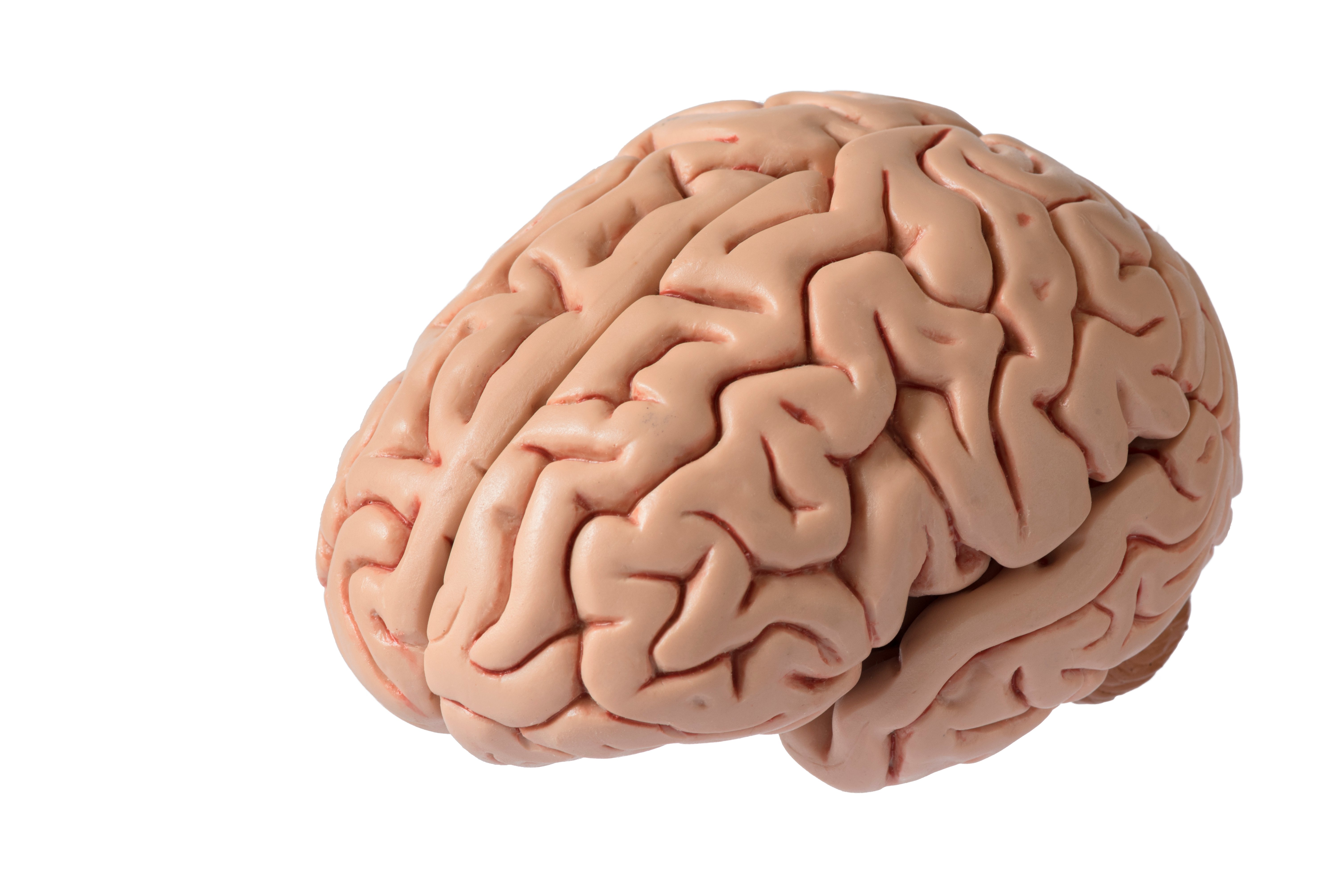 What Are the Causes of Nervous System Dysfunction? A Look at Common Triggers