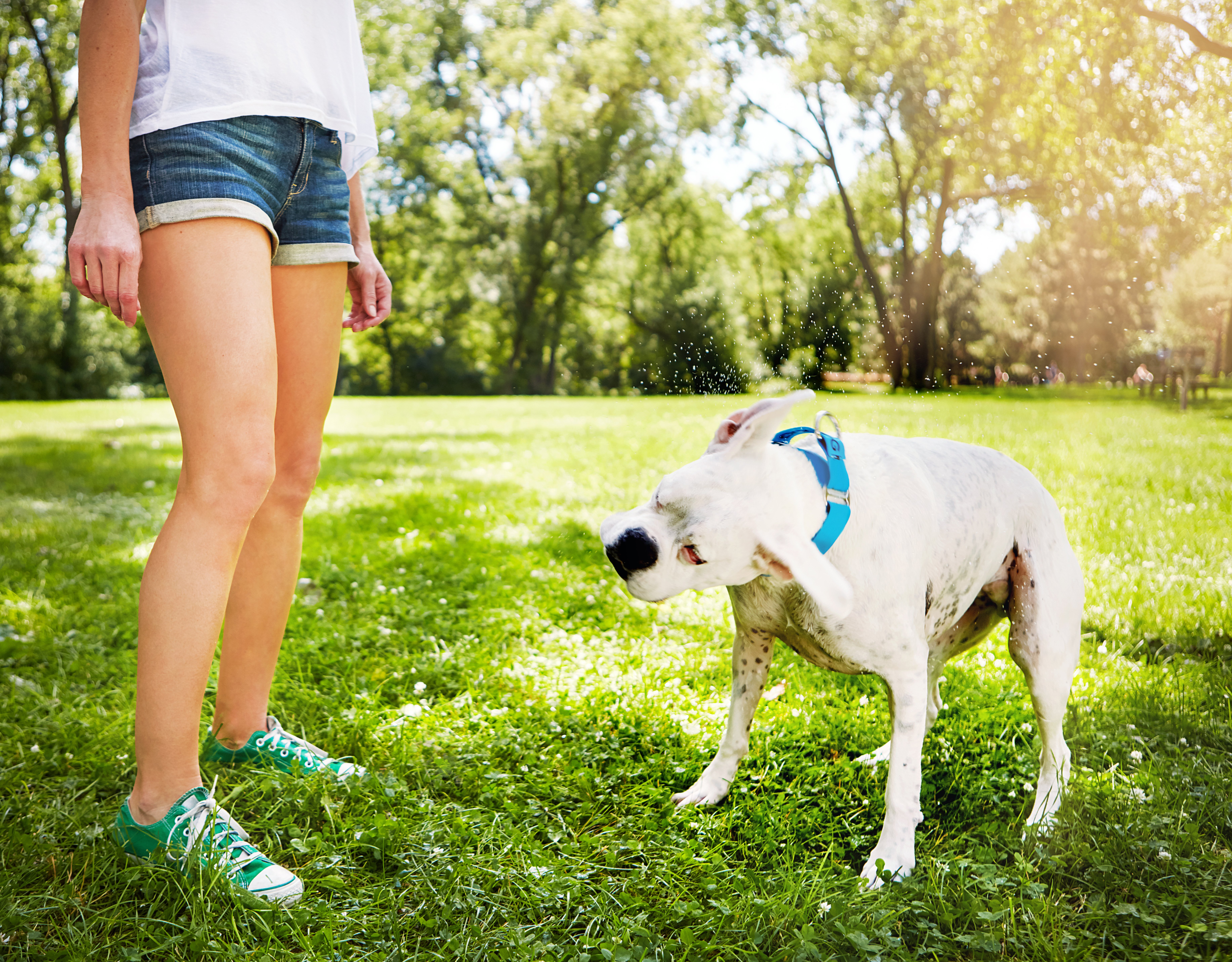 How Pet Tick Repellent Stickers Work: Best Options & Tips To Keep Your Dog Safe