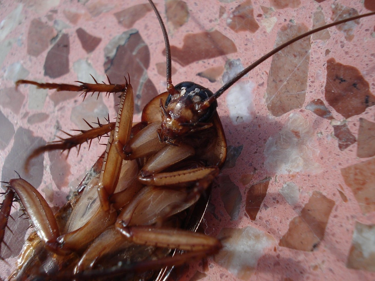 South Florida Roach Types: Identification, Treatments & When To Call The Pros