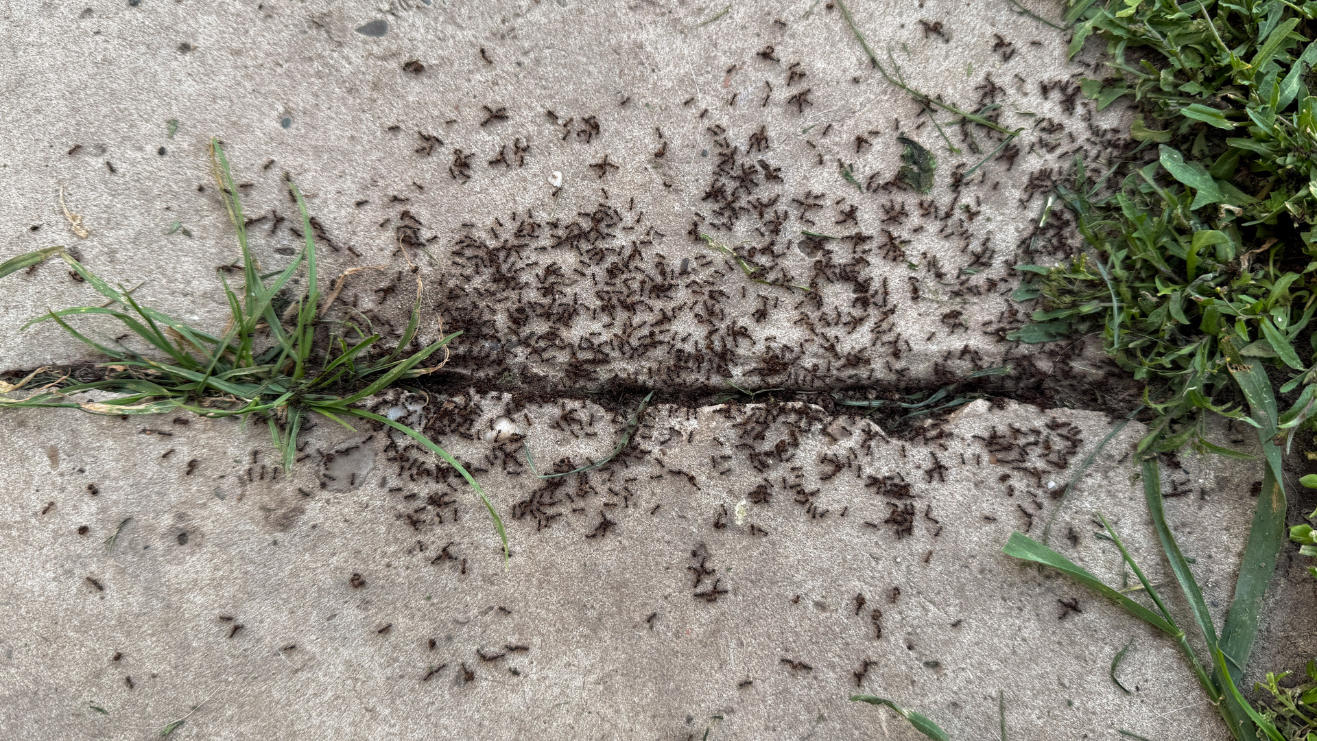 Northern Virginia Pest Control For Springtime Ant & Termite Prevention Announced