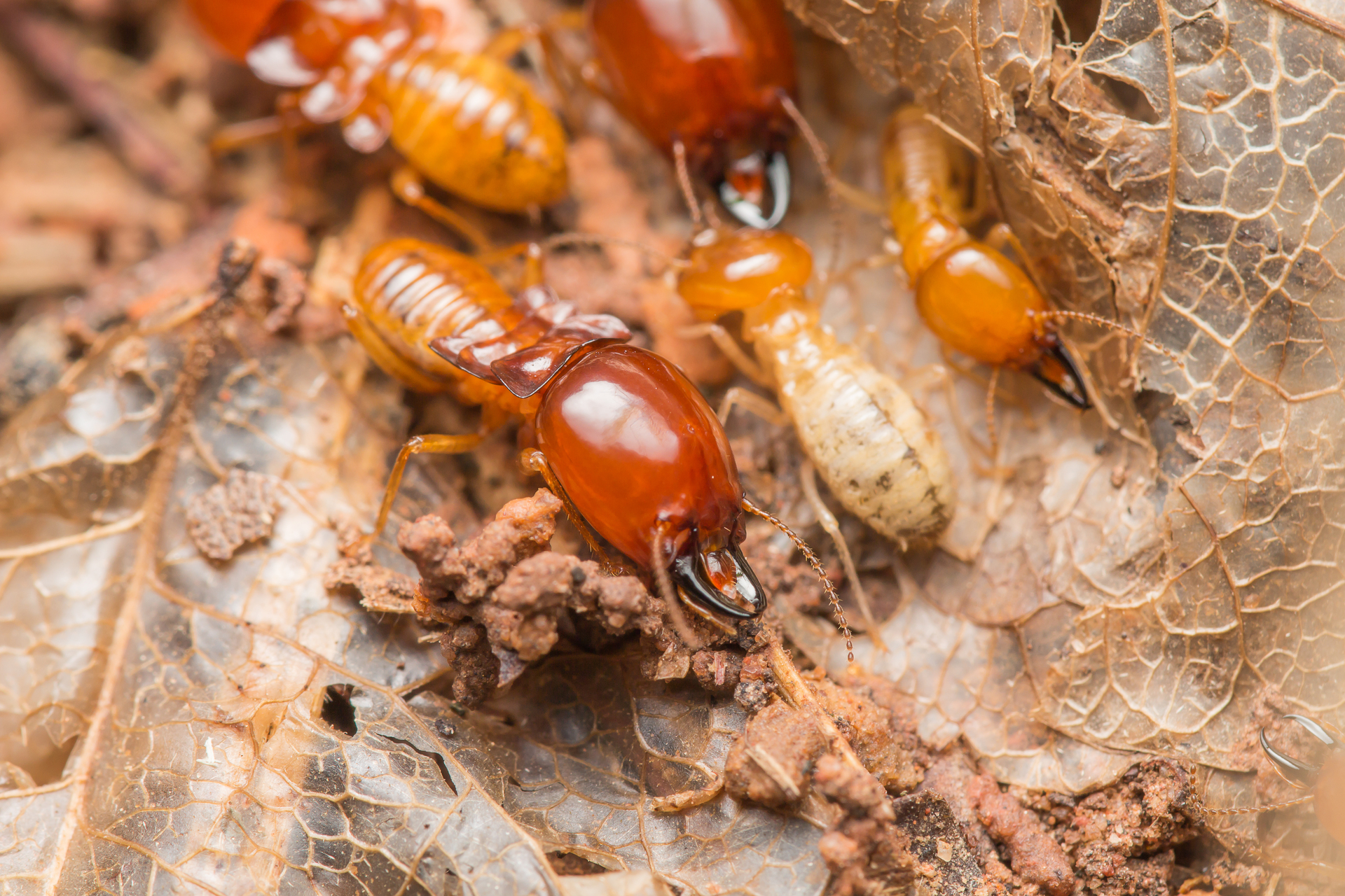 Washington, D.C. Termite Control: Eco-Friendly Pest Management Options Announced