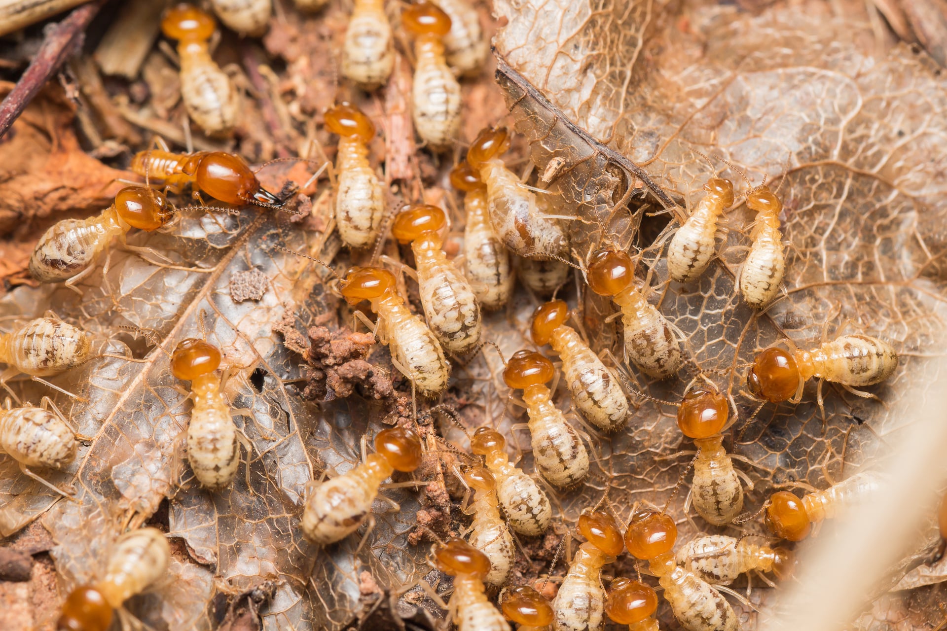 Is Termite Control Necessary? Virginia Experts Explain The Cost Of DIY