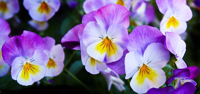 Get The Best Seasonal Planting & Gardening In Argyle: Top Cold-Resistant Flowers