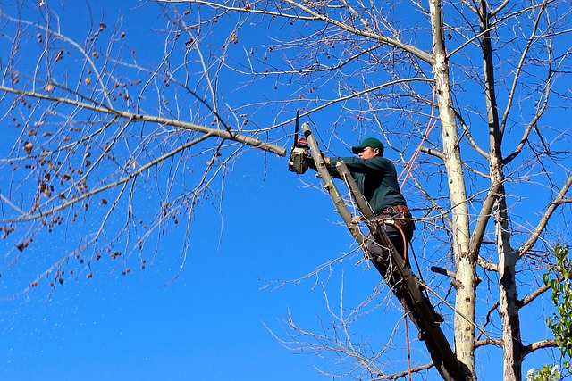 Get The Best DFW Winter Tree Trimming & Mulch Installation Solutions