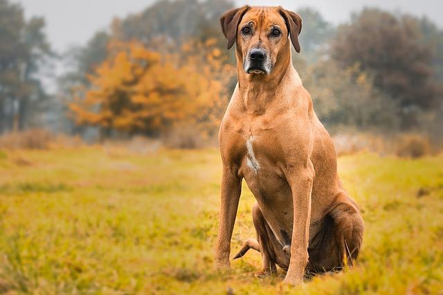 Train Your Stubborn Rhodesian Ridgeback With Expert Techniques - Sing Up Now!