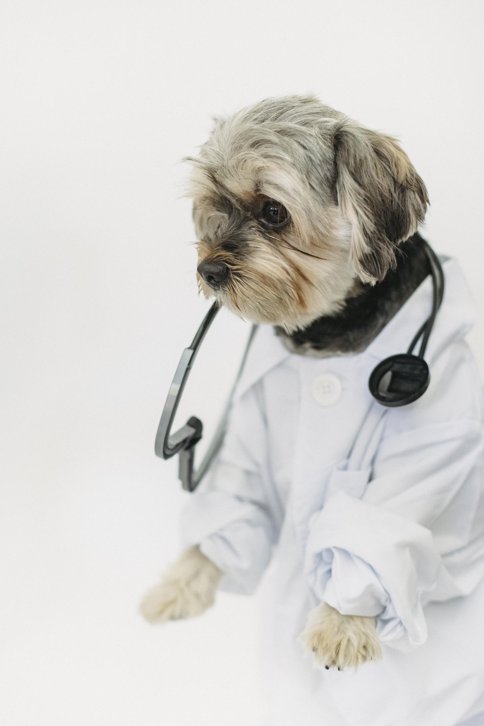 Get Rid Of Fleas With Antiparasitic Treatments At This West Adams, CA Vet Clinic