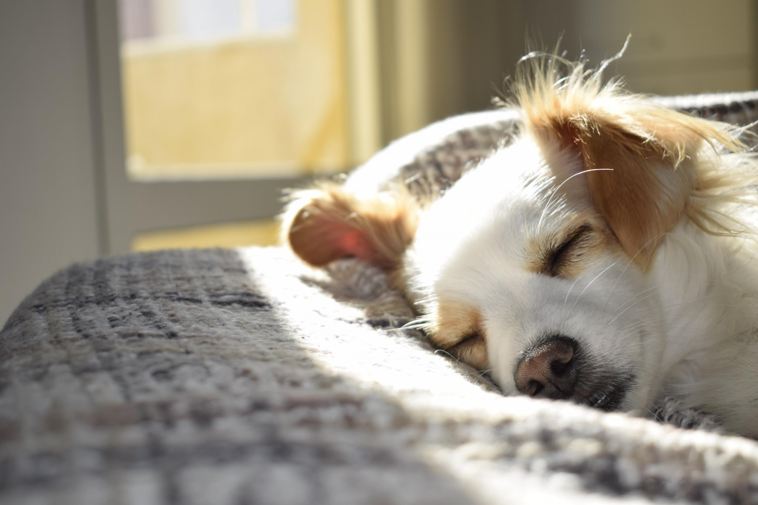 Get Portable Dog Paw Cleaners & Easy Poop Dispensers From This Global Store